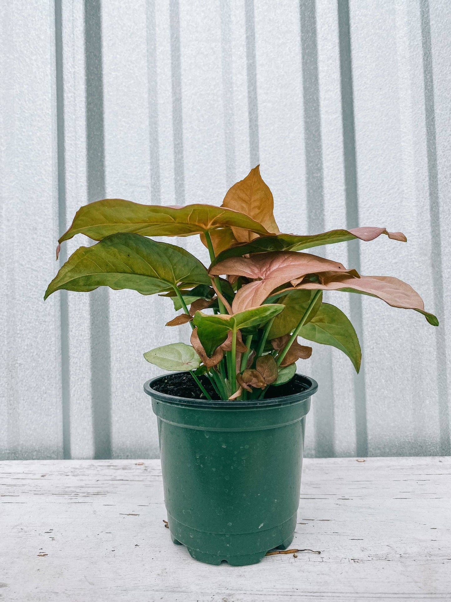 houseplants for sale Jacksonville FL