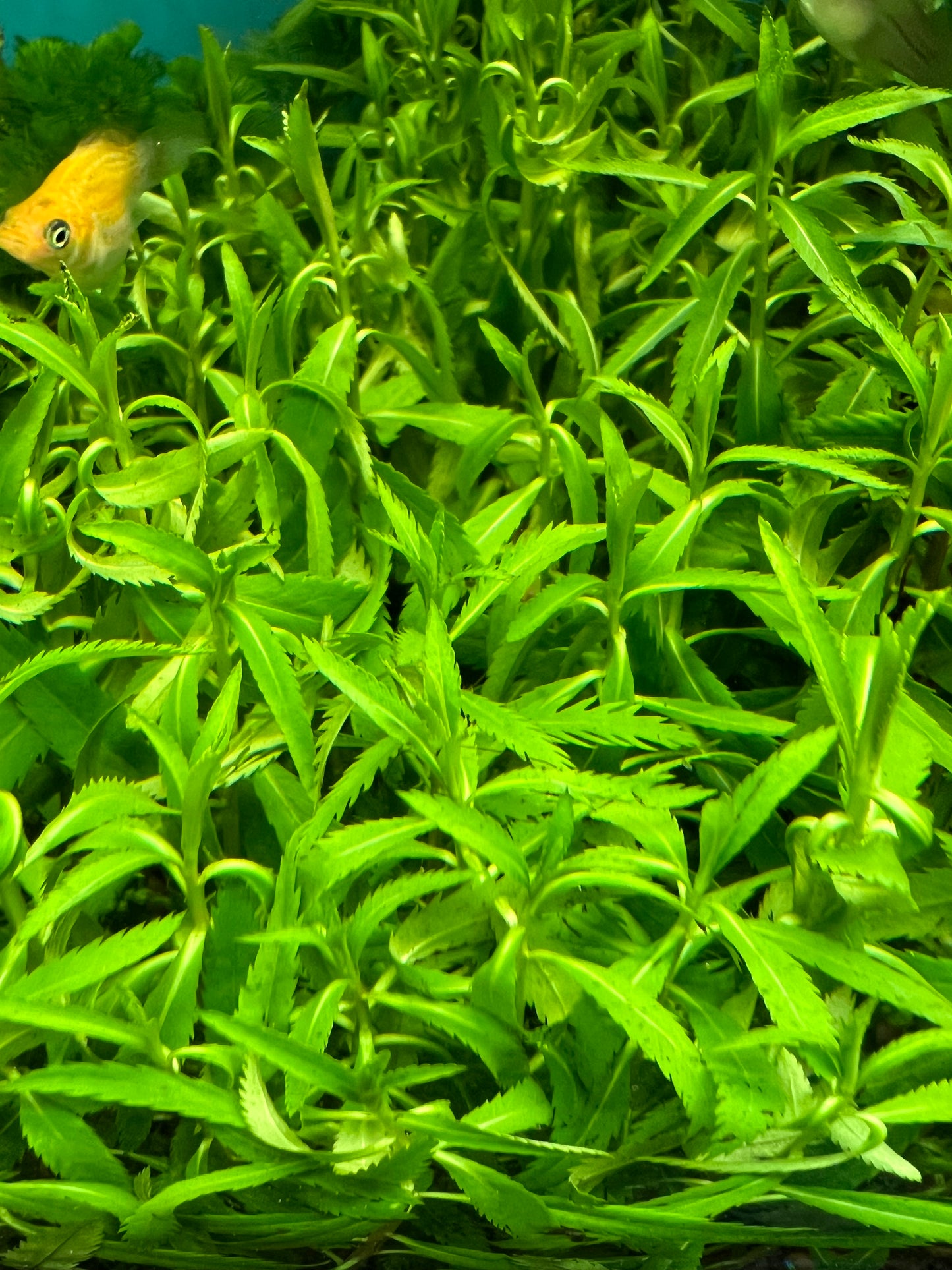 Proserpinaca Palustris