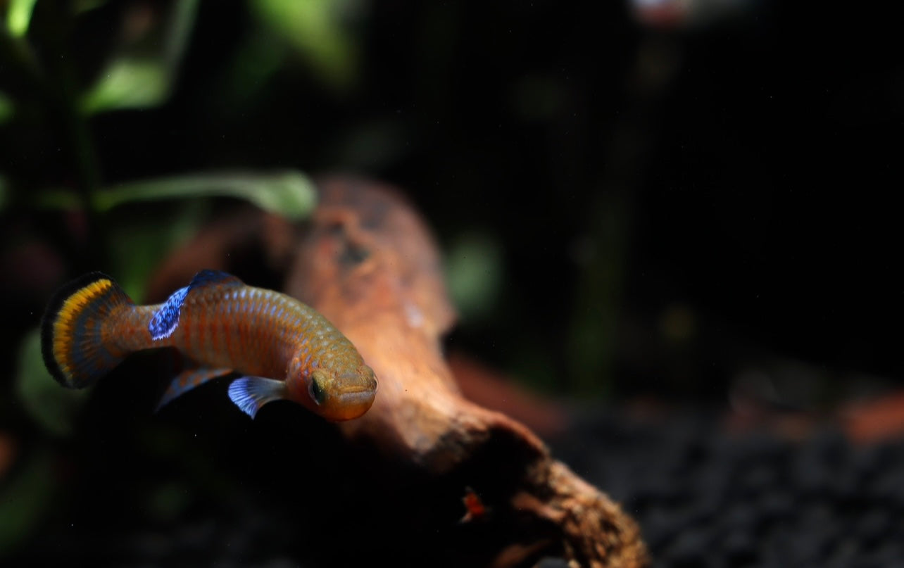 Nothobranchius rachovii "Rachovi Killifish" Pair