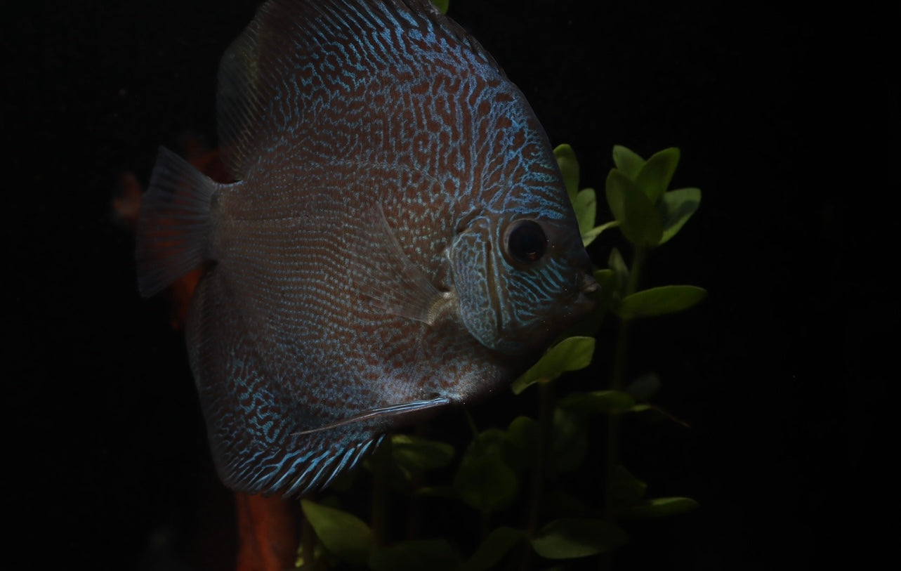 Blue Snakeskin Discus