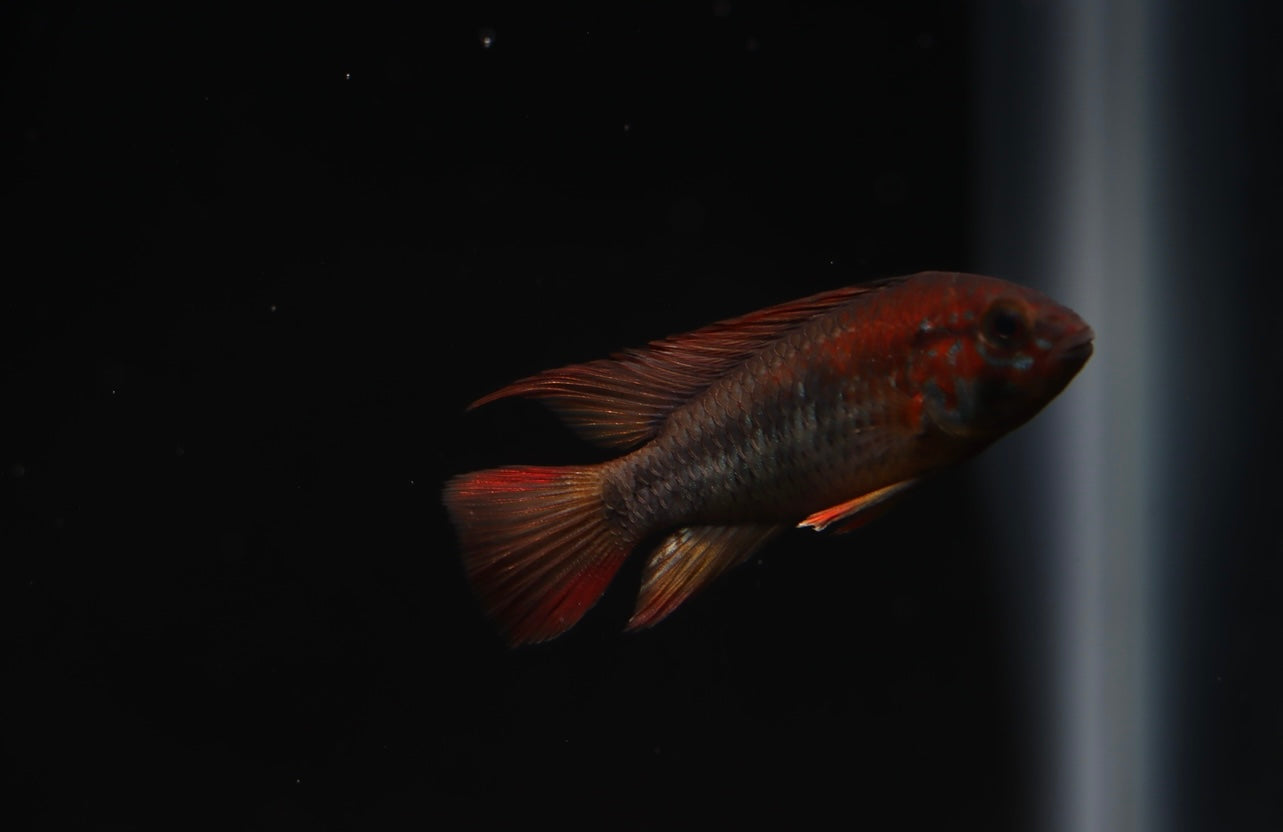 Apistogramma Macmasteri "Super Red"