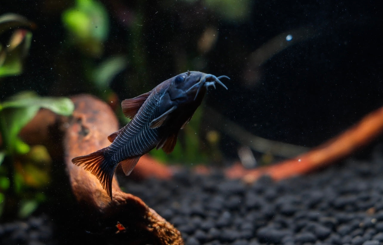 Schultzei Black Corydoras Catfish