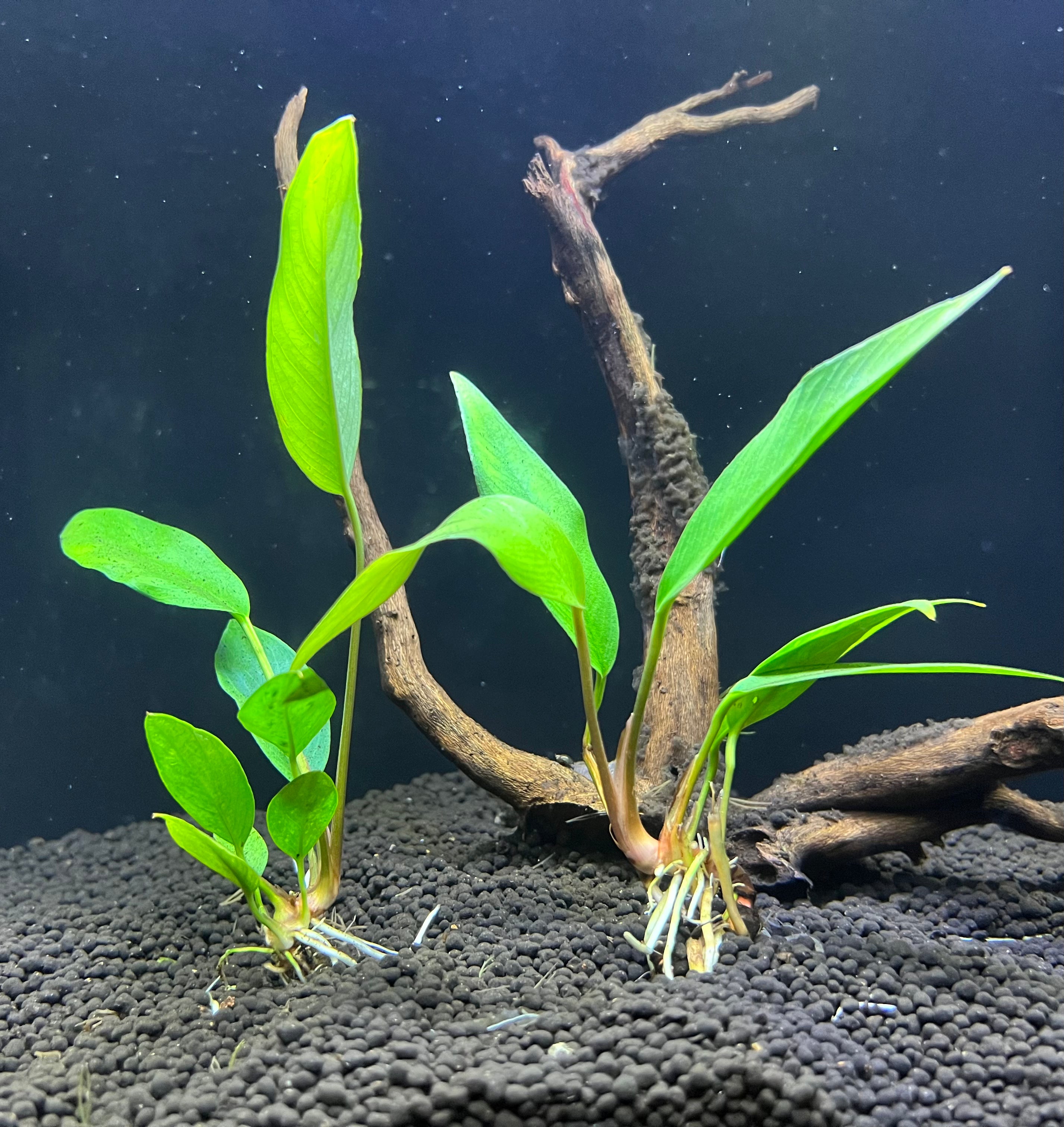 anubias plant seeds Anubias Frazeri – Natural Environment Aquatix