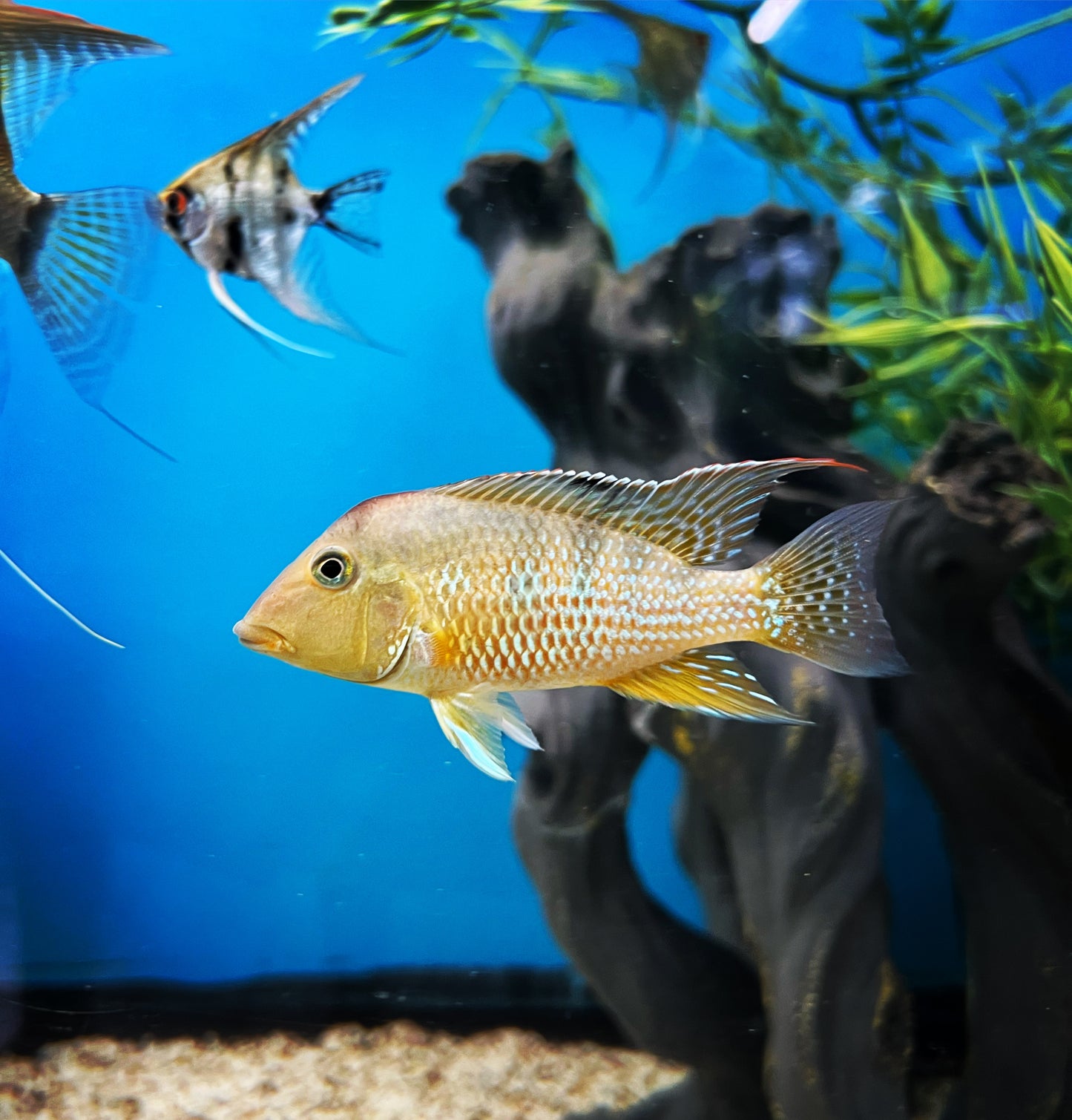 Red Hump Geophagus Cichlid
