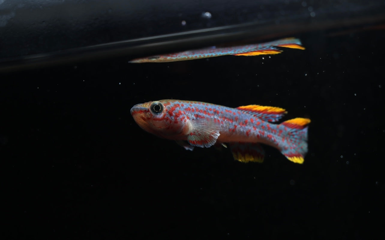 Fundulopanchax gardneri "P 82" "Gardner's Killifish" (Pair)