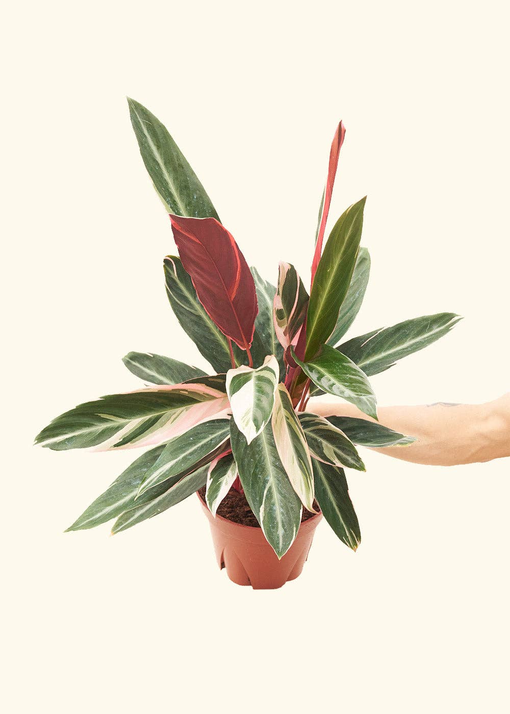 low light plants Jacksonville FL