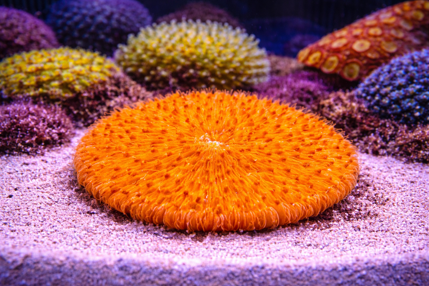 Close-up of a vibrant orange coral polyp on a sandy substrate with other colorful corals in the background.