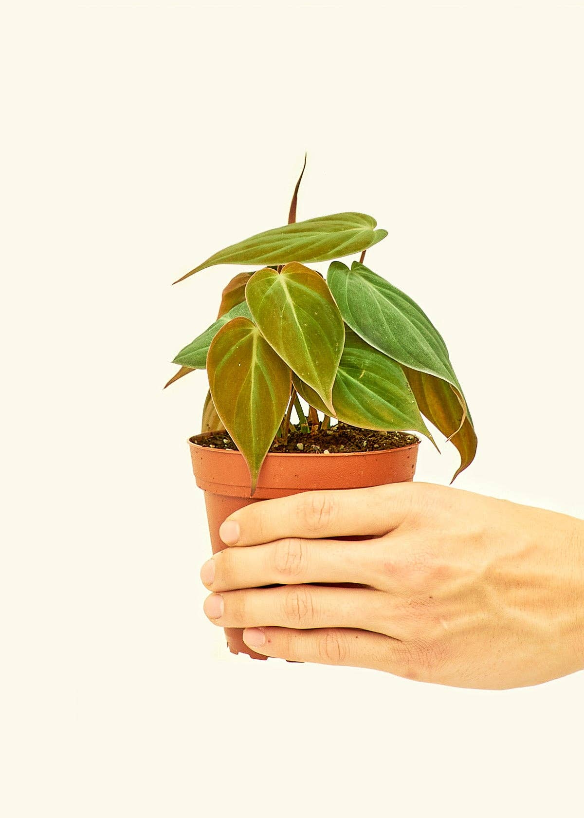 house plants jacksonville fl Velvet Leaf Philodendron (4" Pot): SM