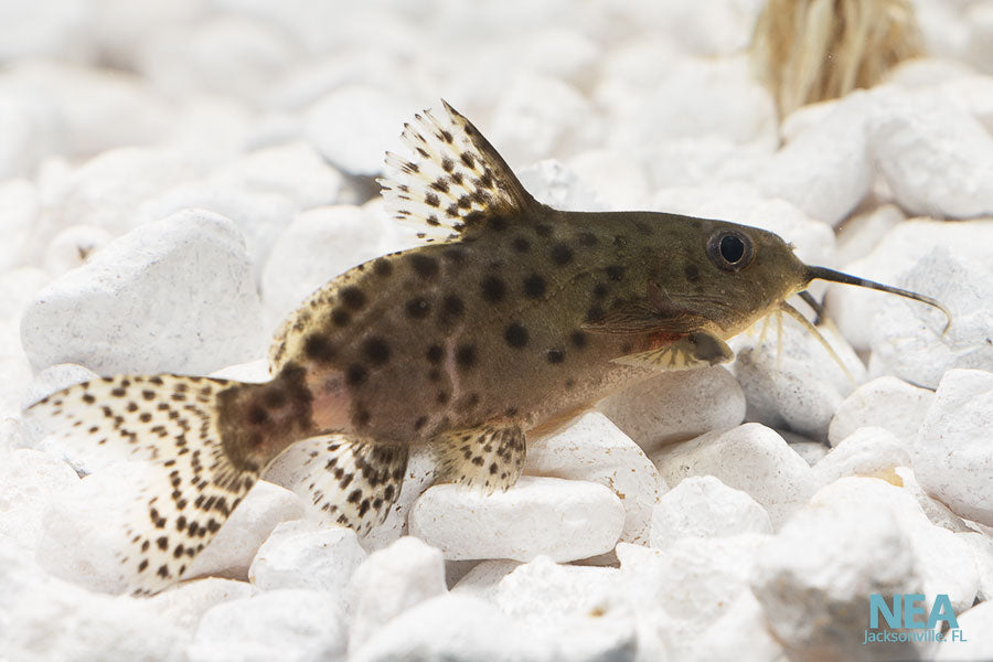 Synodontis Lace Catfish