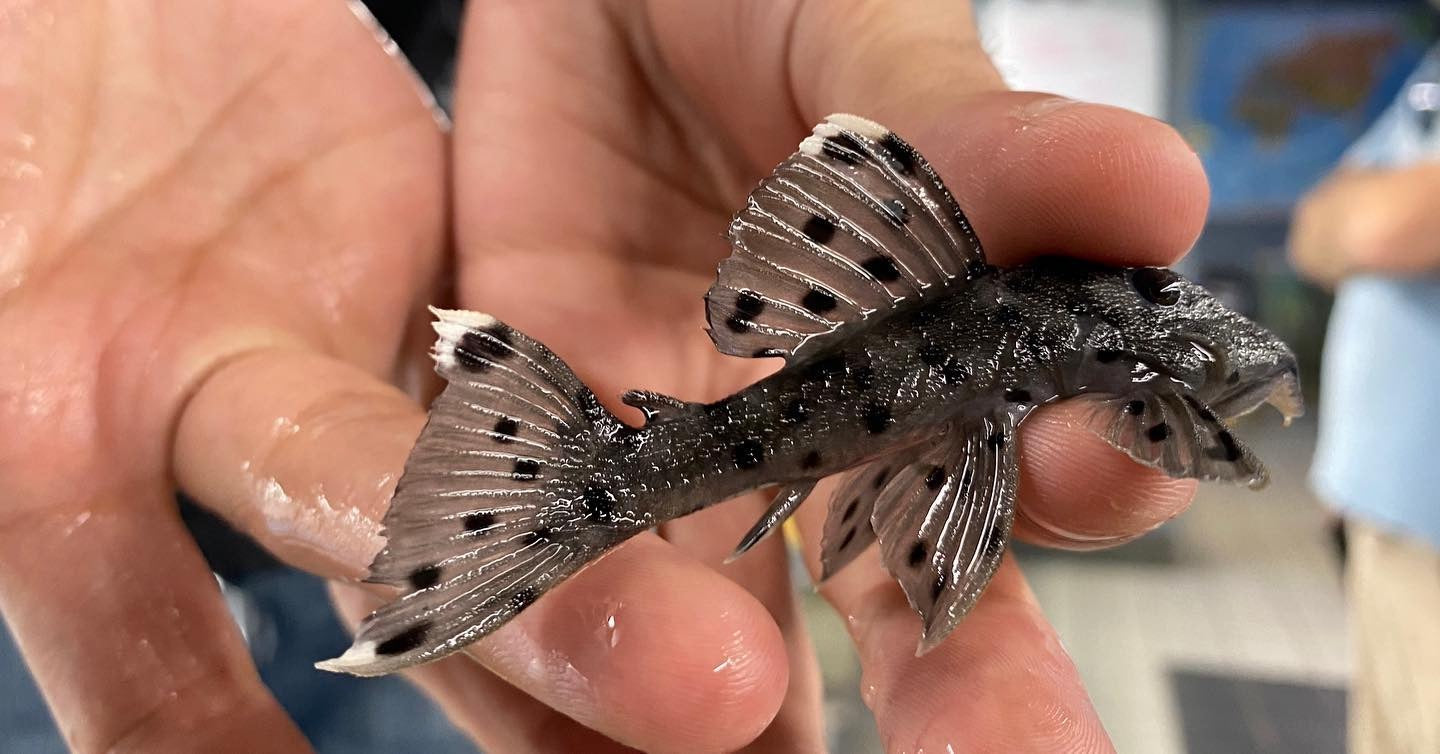 Grey Leporacanthicus "Sultan" L 264 Plecostomus