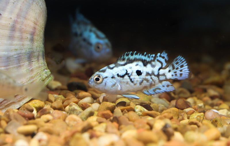 Electric Blue Jack Dempsey Cichlid