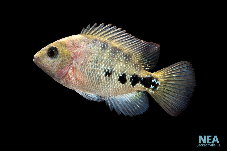 Vieja Cichlid