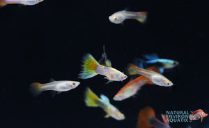 Assorted Male Guppies
