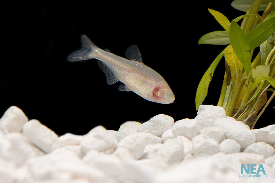 Blind Cave Tetra