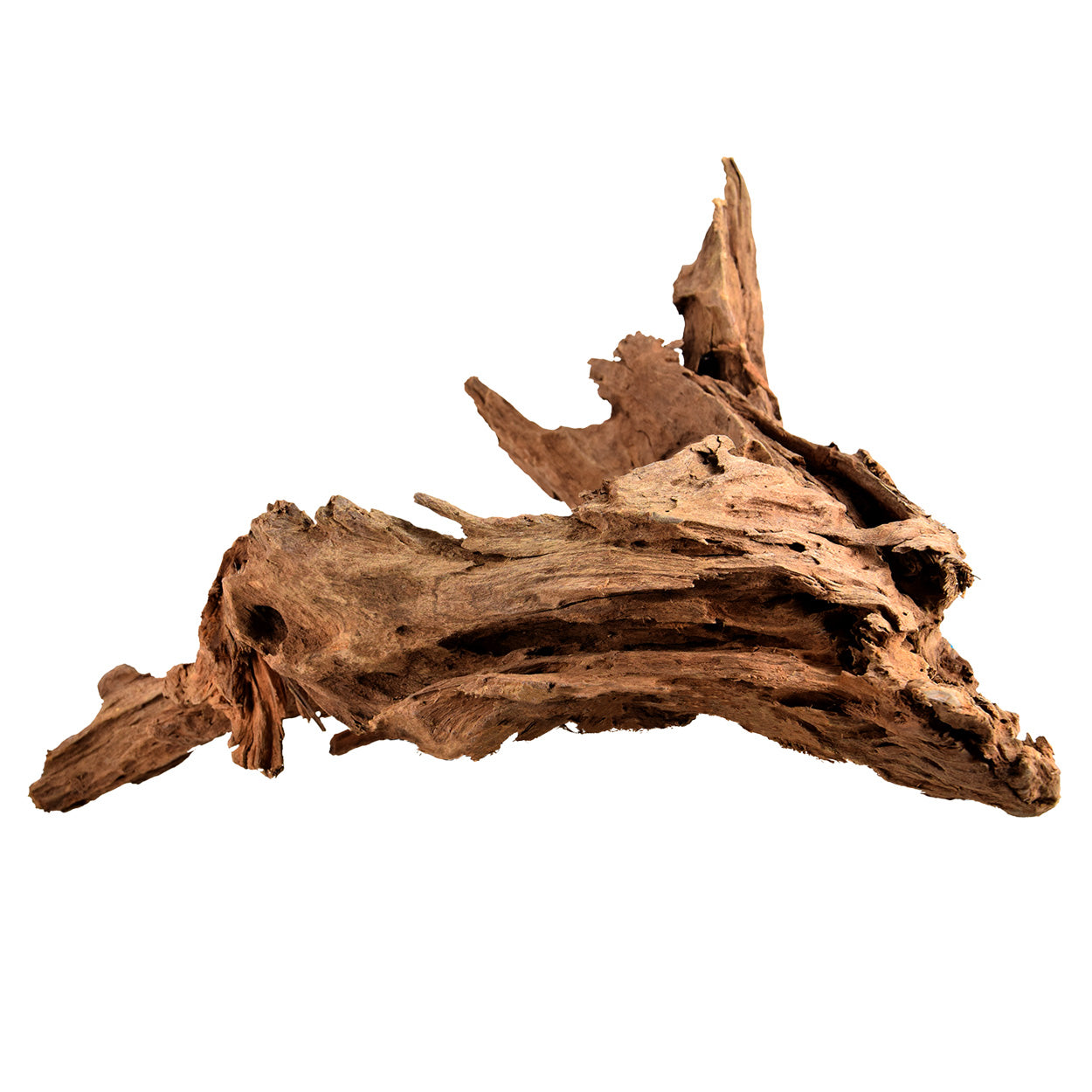 Malaysian Driftwood