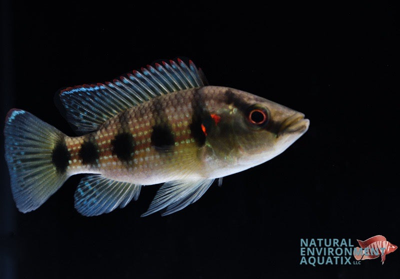 Five Star General Cichlid