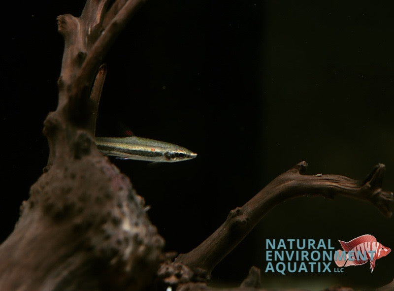 Beckford’s Pencilfish