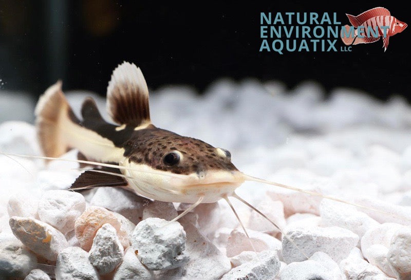 Redtail Catfish – Natural Environment Aquatix1