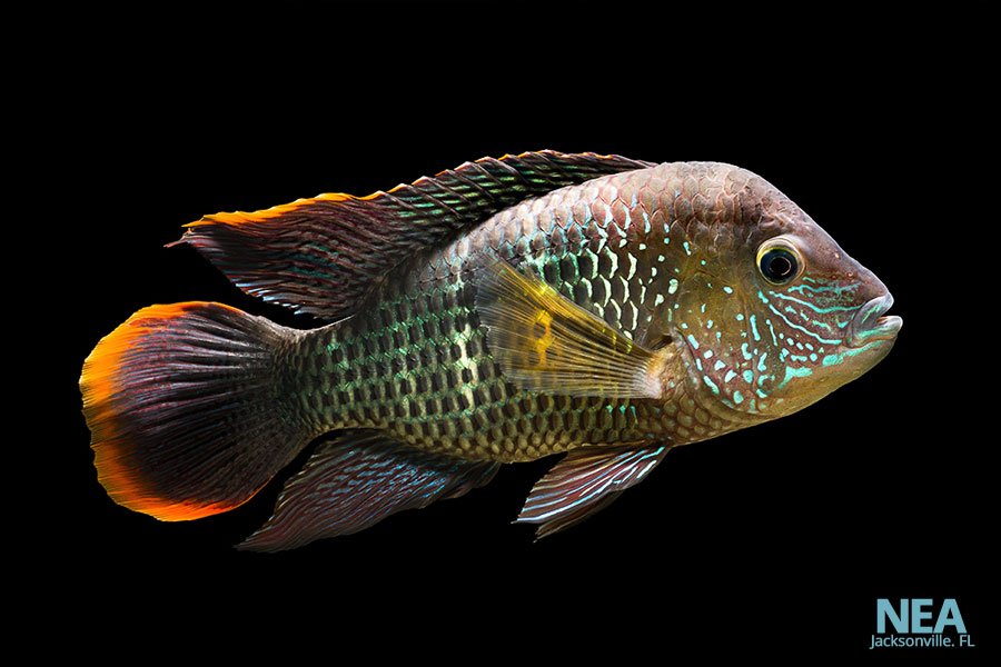 Green Terror Cichlid