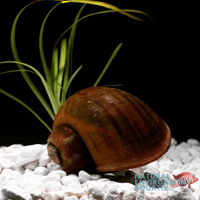 Peru Snail Large