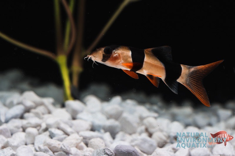 Clown Loach – Natural Environment Aquatix