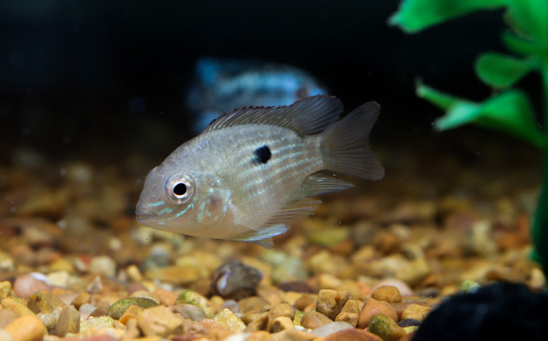 Balloon Green Terror Cichlid