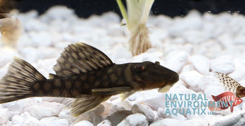 Honeycomb Pleco