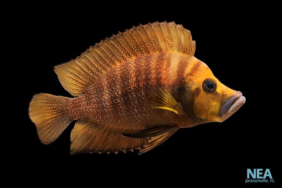Gold calvus Cichlid