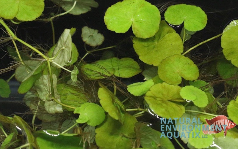 Hydrocotyle Verticillata "Pennywort" Aquatic plant