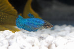 Load image into Gallery viewer, Assorted Female Betta Fish
