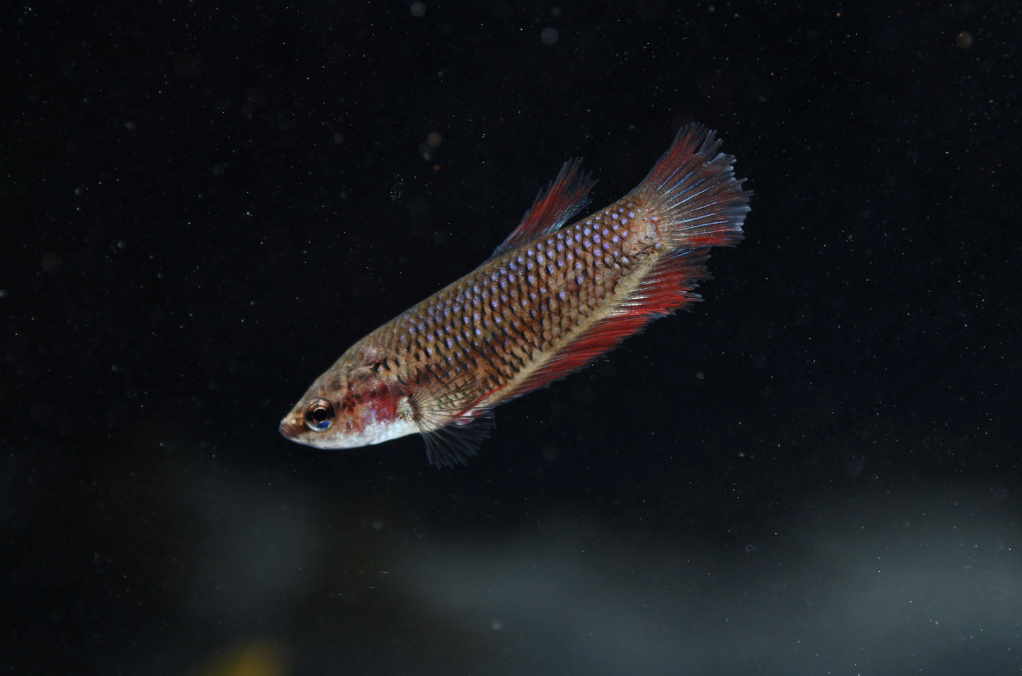Assorted Female Betta Fish