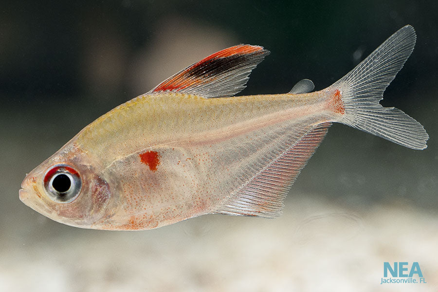 A single Bleeding Heart Tetra fish swimming in freshwater with a white and red colored body.