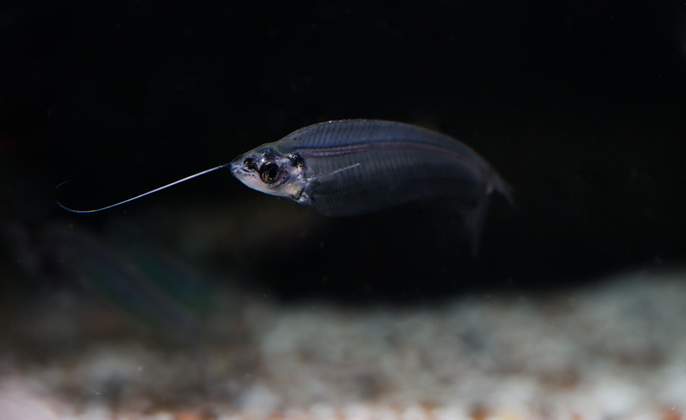 African Glass Catfish