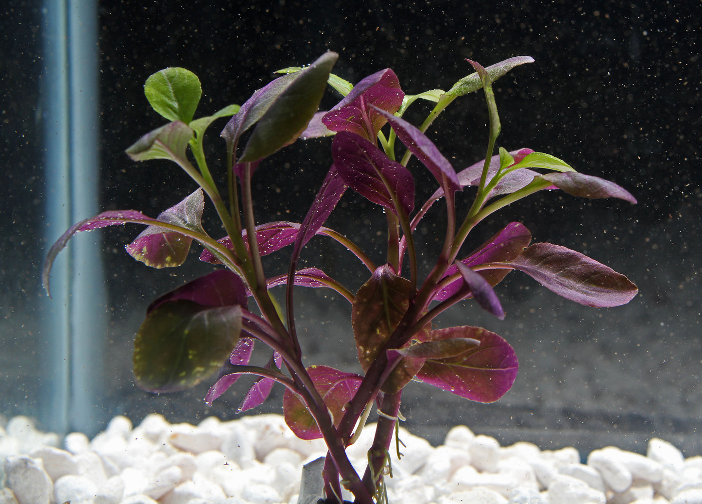 Lobelia Cardinalis Aquatic Plant