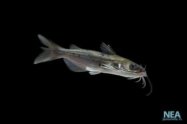 Channel Cat 100 Pack