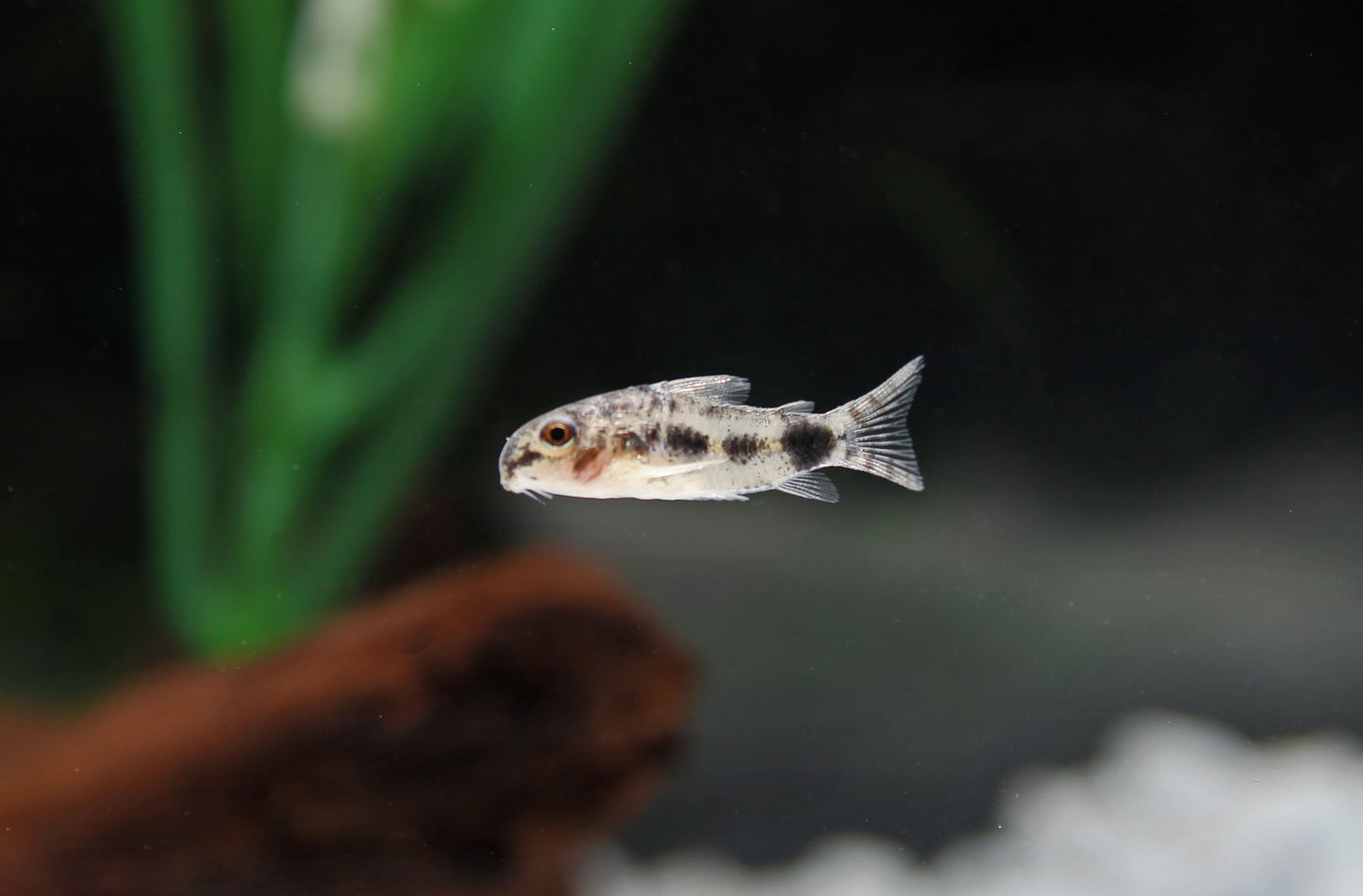 Dainty/Dwarf Spotted Corydoras Catfish