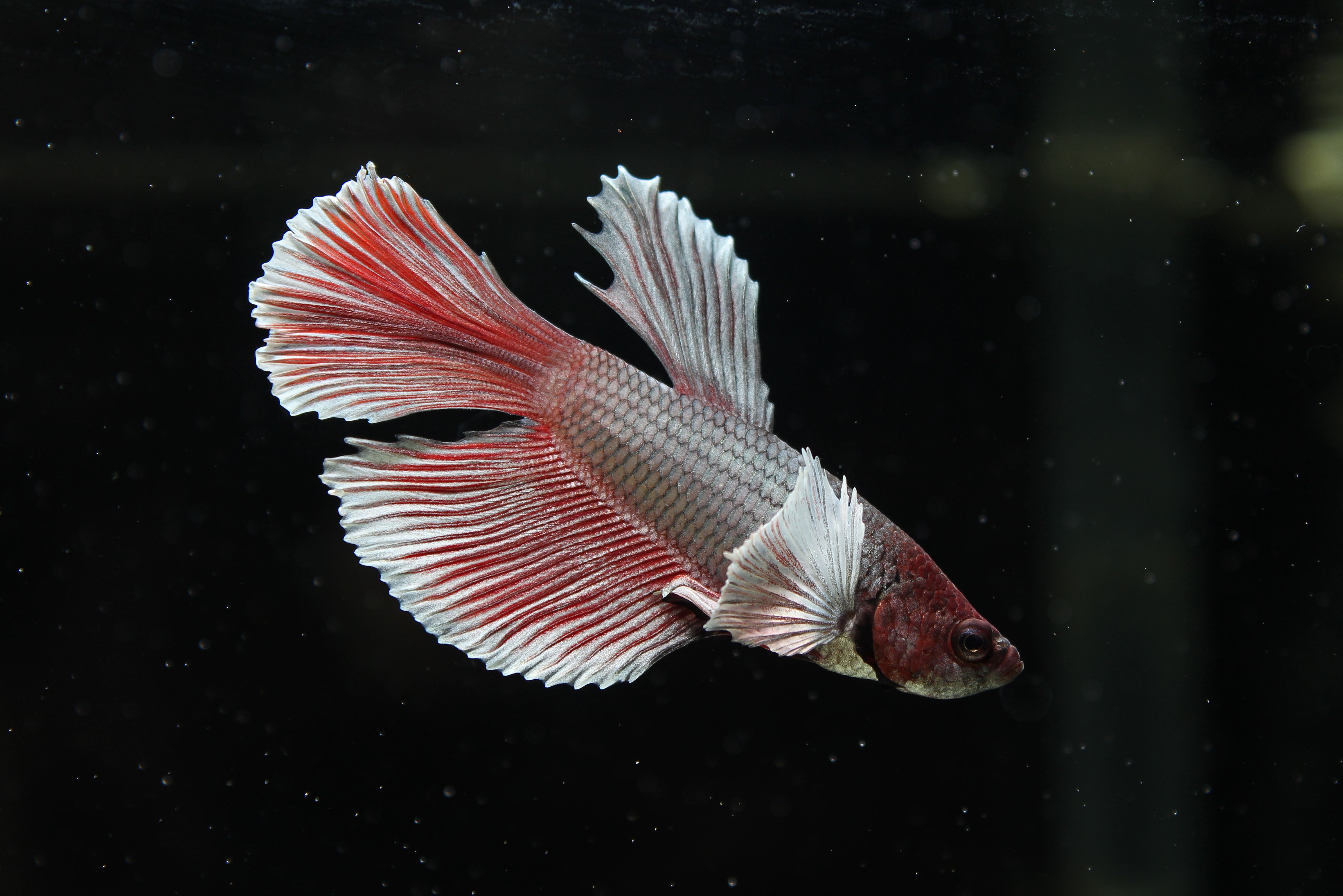 Halfmoon Dumbo Male Betta Fish – Natural Environment Aquatix