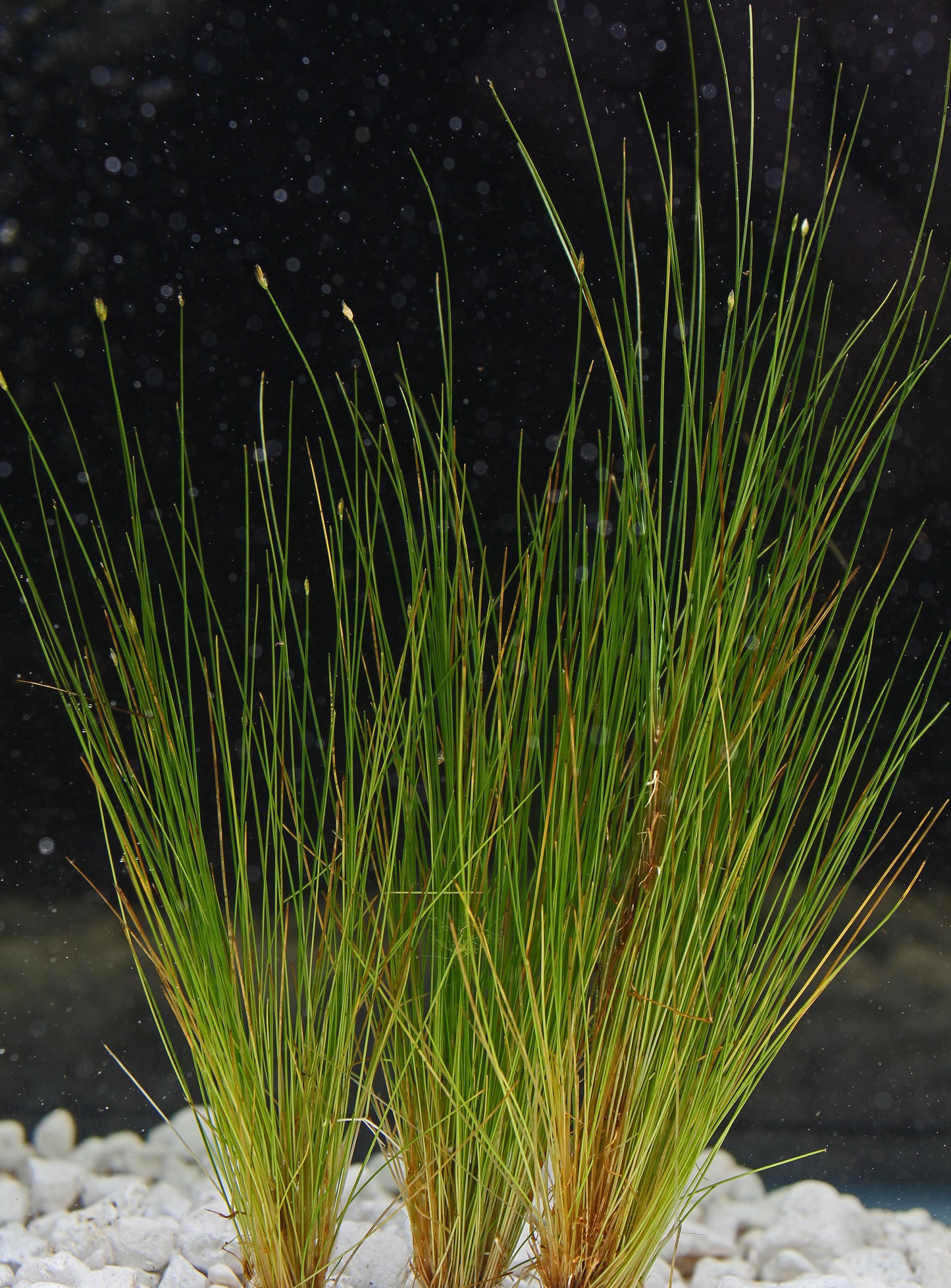 Dwarf Hair Grass Aquatic Plant