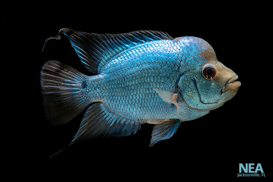 Thai Silk Flower Horn Cichlid