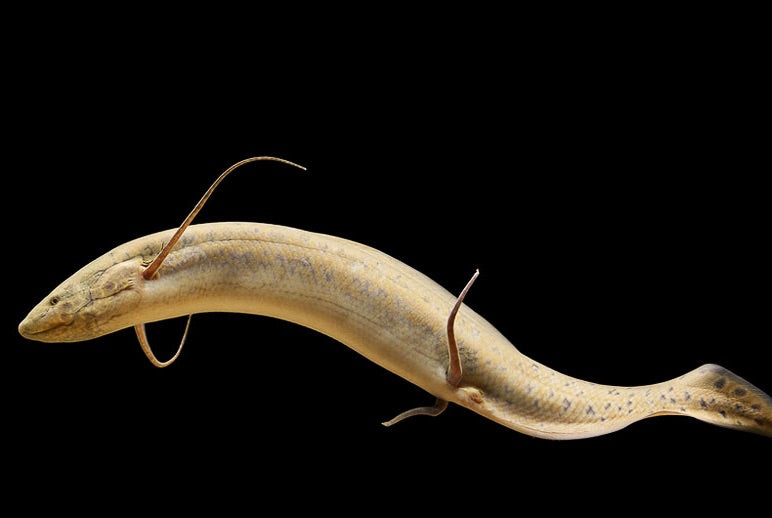 Lungfish