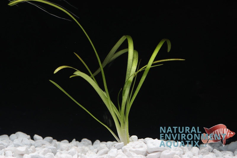Italian Vallisneria Aquatic Plant