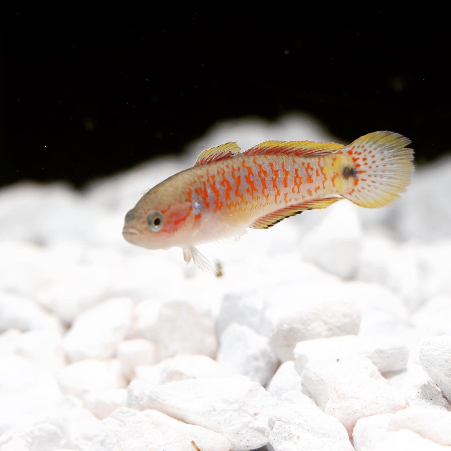 Peacock Gudgeon