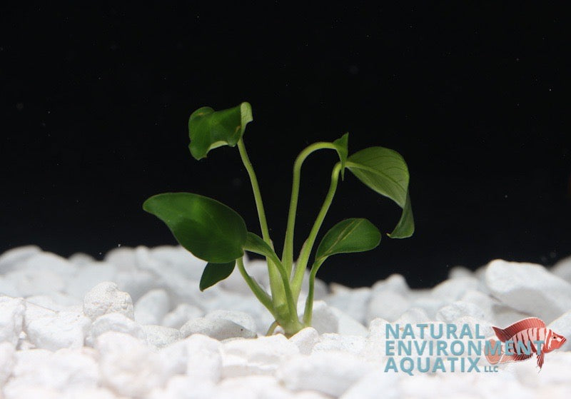 Anubias Barteri Var Nana (Petite) Plant