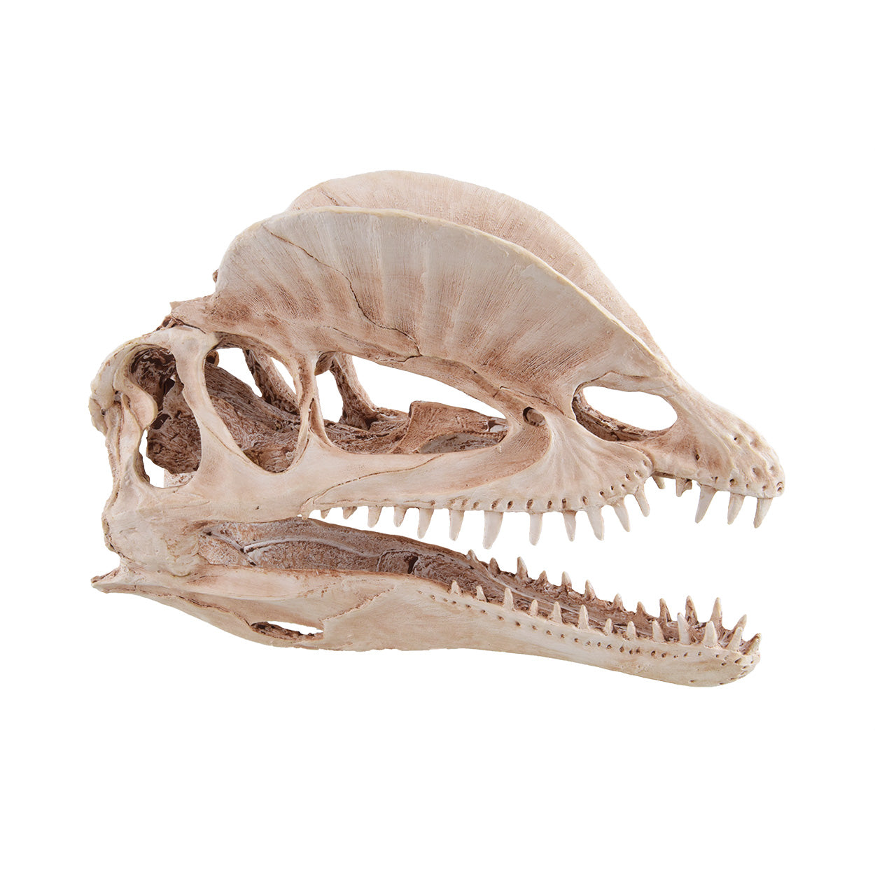 dinosaur fish tank accessories Decorations | Realistic Dinosaur Skull Decor Aquarium Dinosaur Ornaments Measuring 4.33 (W) x 2.95 (D) x 2.76 (H) UNDERWATER TREASURES Dinosaur Skull Fish
