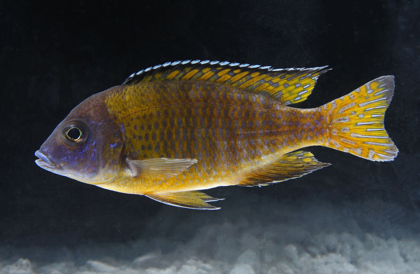 Flavescent Peacock Cichlid Large Male Show