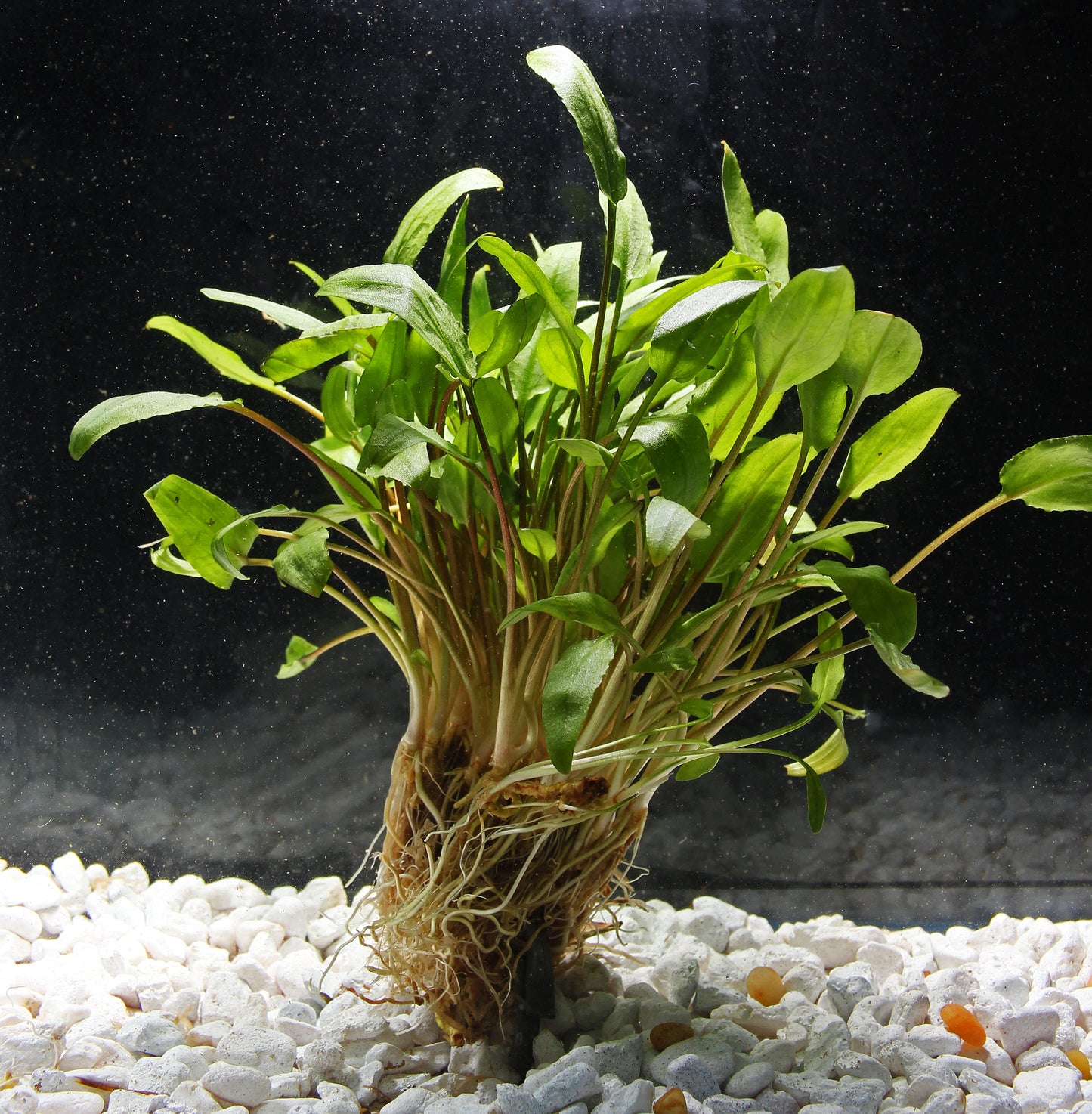 Wendtii "Green" Crypt