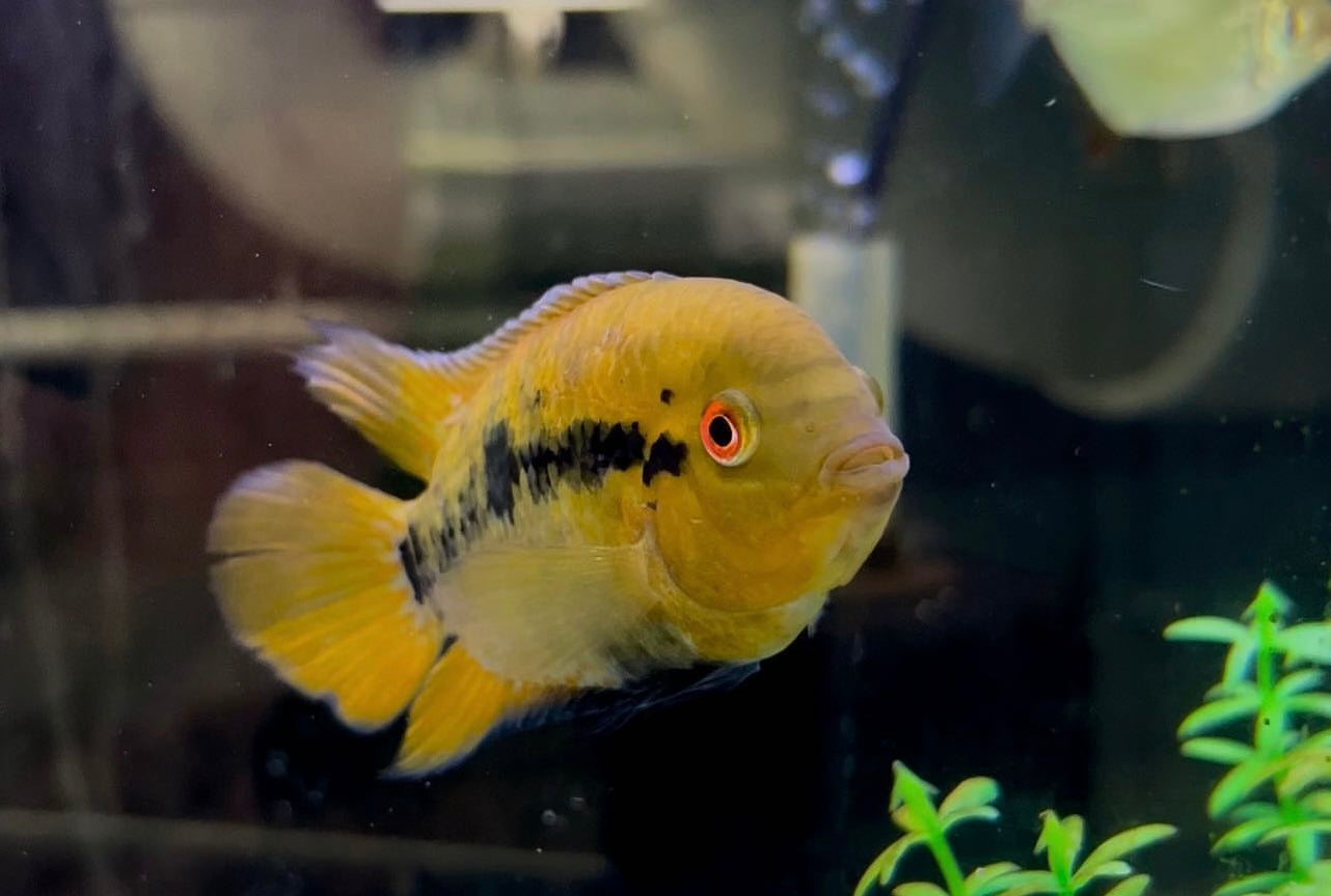 Rainbow Cichlid