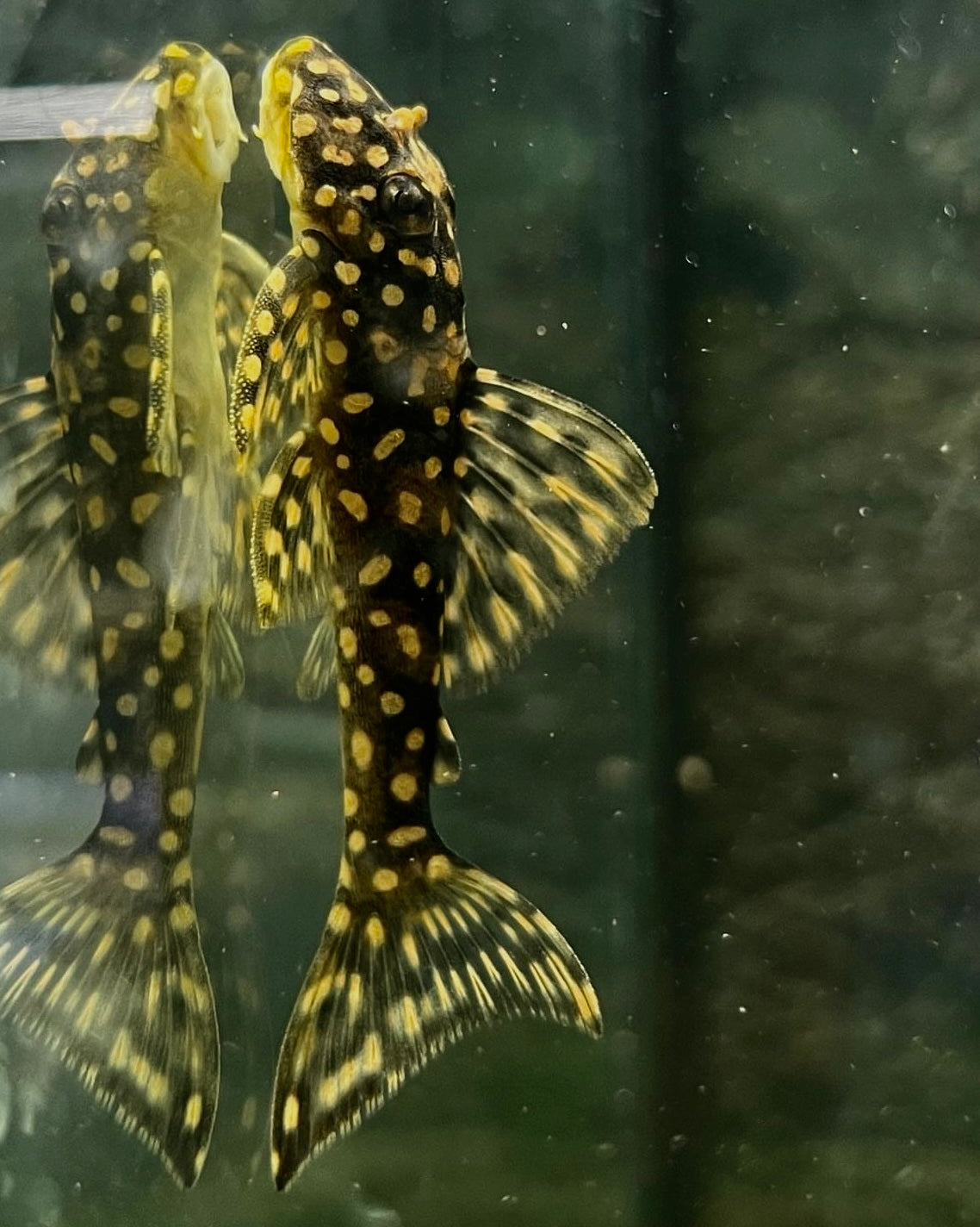 Galaxias Plecostomus L29