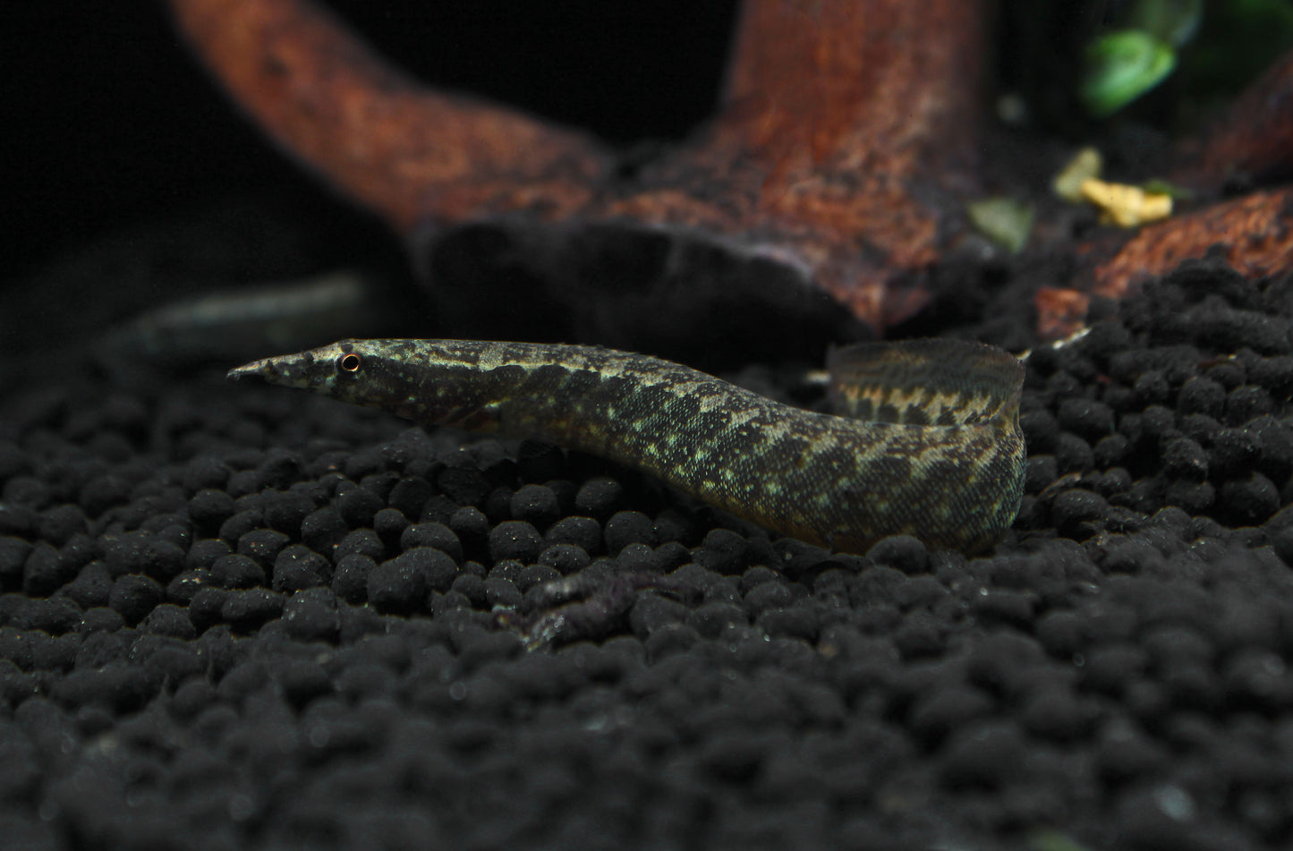 Peacock Eel - Macrognathus Siamensis