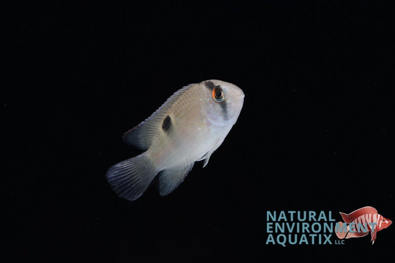 A single Keyhole Cichlid fish swimming against a black background, with a logo and text indicating the aquarium store 'Natural Environments Aquatix' on the bottom right.
